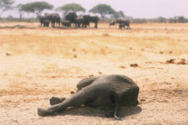 Sequía le quita vida a 200 elefantes en Zimbabue