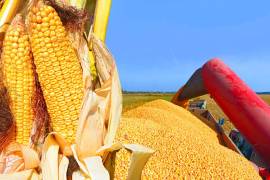 El sector pecuario consume más de 13.5 millones de toneladas de maíz biotecnológico.