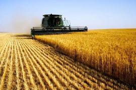 Buen inicio de año para trigo planificado, sub 13.6 la producción