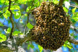 Enjambre temporal descansando en un árbol urbano, comportamiento común durante la migración.