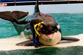 La entrenadora Marcia Hinton acaricia a Lolita, una orca cautiva, durante una actuación en el Miami Seaquarium en Miami, el 9 de marzo de 1995.
