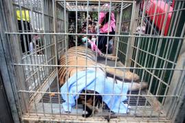 Rescatan a 137 tigres de un templo budista en Tailandia