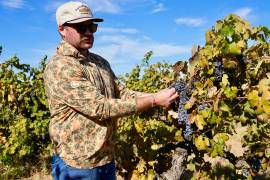 Kyle Collins, gerente de Allied Grape Growers, observa uvas para vino en un viñedo abandonado en Lodi, California, el 10 de septiembre de 2026.
