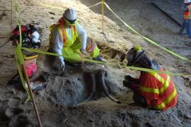 Fósiles de mamut fueron encontrados en el metro de Los Ángeles