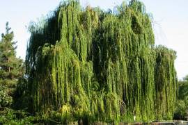 El sauce llorón, árbol que en 1652 bautizó este callejón. Su nombre es, hasta hoy, el más antiguo que conserva la ciudad.