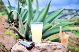 El pulque favorece “el crecimiento de bacterias benéficas al organismo”