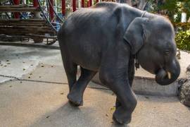 Muere elefante tras ser forzado a bailar en un zoológico
