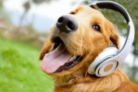 Reggae y rock, la música favorita de los perros: Estudio