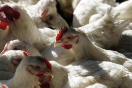El virus H5N1 tiene alta mortalidad entre personas que se han contagiado de aves, por lo que la propagación en humanos aumenta el riesgo de mutaciones más severas