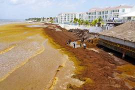 En los periodos de mayor presencia, hasta 9 mil 54 toneladas diarias llegan a las costas de Quintana Roo.