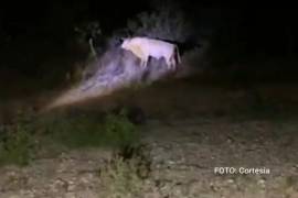 El toro que provocó el fatal accidente continuó su camino aparentemente sin lesiones después del impacto.