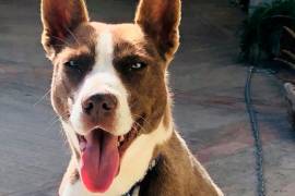 ¡No regales mascotas en Navidad!