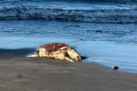 Los registros revelan que no se trata sólo de crudo, sino de una gama de sustancias que van desde hidrocarburos, agua aceitosa, refinados, condensados, combustóleo, diesel y hasta gasolina magna.