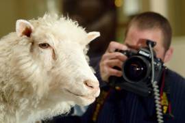 Un fotógrafo toma fotos de ‘Dolly’, la primera oveja clonada del mundo, que murió el 14 de febrero de 2003 y que se conserva en formol se exhibe de forma permanente en el Museo Nacional de Escocia, en Edimburgo.