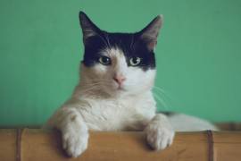 Un mapa acústico explica cómo la ciencia del comportamiento felino clasifica las vocalizaciones de las mascotas para mejorar su bienestar y la convivencia en el hogar.