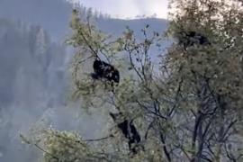 Visitantes de Bosques de Monterreal captaron a varios osos negros trepados en árboles, una escena que rápidamente se difundió en redes sociales y medios digitales.