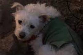 ¡Crea conciencia y no abandones a tu mascota!