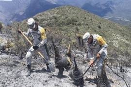 Elementos desplegados en la emergencia trabajaron en la extinción de focos activos localizados en magueyes y pastizales, con el objetivo de reducir el riesgo de propagación del incendio forestal.