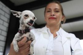 Una veterinaria muestra un cachorro canino, en un hotel para perros y gatos que fue inaugurado en la Ciudad de México (México).