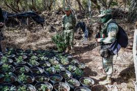 También erradicaron un plantío de mariguana en comunidades rurales de Culiacán, Sinaloa. FOTO: Cuartoscuro