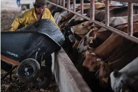 Los ganaderos mexicanos arrastran pérdidas estimadas en 6 mil 200 millones de dólares en el último año, debido al cierre de la frontera de EU a la importación del ganado mexicano.