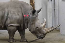 Para salvar especie fertilizan in vitro a rinoceronta