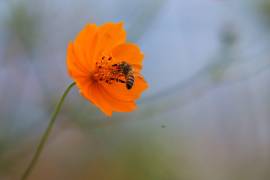 Una sola picadura puede detonar síntomas graves por la liberación de mediadores inflamatorios.