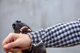 El reglamento municipal establece que todos los perros deben salir con correa a la vía pública.