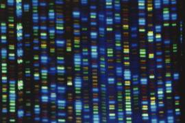 Esta imagen sin fecha facilitada por el Instituto Nacional de Investigación del Genoma Humano de Estados Unidos (NHGRI, por sus siglas en inglés) muestra el resultado de un secuenciador de ADN.