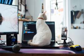 Con el desarrollo de la tecnología y los entornos digitales, la figura del gato doméstico se ha convertido en un icono indispensable de la cultura de internet y de la vida cotidiana.