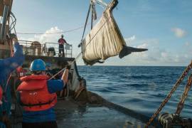 Ballena regresa al mar después de su rehabilitación en SeaWorld