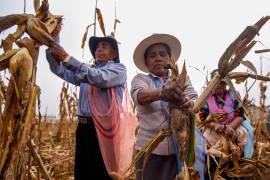La estrategia federal busca fortalecer la producción de maíces nativos mediante apoyos técnicos y comunitarios.