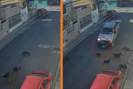 Automovilista atropella intencionalmente a perrito en calles de la colonia Buenos Aires, en México.