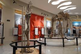 Exponen restos óseos y objetos de entre 10 mil y 25 mil años de edad.
