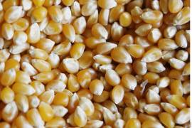 Entre enero y noviembre, las importaciones de maíz alcanzaron un volumen de 18.2 millones de toneladas.