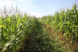 Productores urgieron al gobierno federal, estatal y municipales a brindarles apoyos para enfrentar la situación.