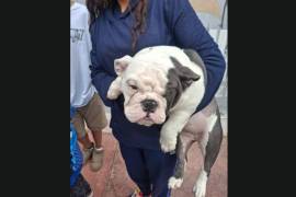 Jornadas de esterilización y vacunación benefician a mascotas en colonias y comunidades rurales.
