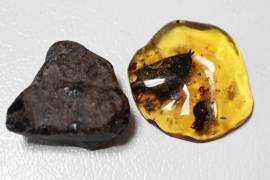 Científicos de la UNAM lograron descubrir esta especie de árbol con el que se produjo la resina que dio origen el ámbar mexicano, siendo esta la única piedra semipreciosa de origen vegetal.