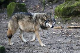 El lobo mexicano ha logrado regresar a su hábitat natural tras décadas de conservación.