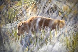 Las primeras crías de bisonte nacieron en la Reserva El Santuario, en Cuatro Ciénegas, seis meses después de la reintroducción de la especie al desierto coahuilense.