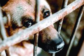El festival reunirá iniciativas de rescate y espacios para encontrar hogar a perros y gatos, además de recolectar insumos para su cuidado.