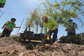 Brigadas municipales plantaron encinos sobre el camellón central del bulevar Luis Donaldo Colosio.