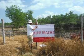 Profepa clausura predio en Holbox por remoción de mangle