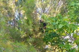 La Policía Ambiental pidió a la población evitar acercarse o alimentar al oso y reportar cualquier avistamiento al 911.