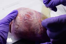 El laboratorio de Jason Burdick produce biomateriales impresos en 3D que podrían colocarse sobre un corazón humano latiendo. En la imagen, un corazón de cerdo. Foto Casey A. Cass/University of Colorado.