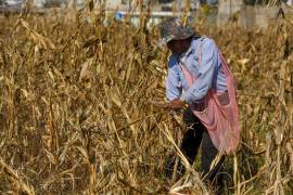 GCMA advirtió que el mercado enfrenta un escenario claramente bajista, que limita cualquier recuperación de precios y compromete la rentabilidad del productor.