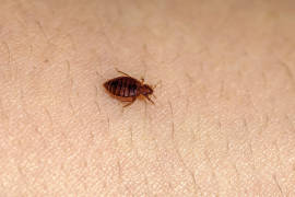 A pesar de su nombre, la chinche de cama no solo vive en el colchón.