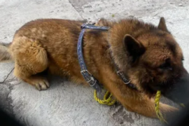 El can estuvo con vida hasta que las autoridades lo trasladaron a un centro veterinario, donde falleció un día después del incidente.