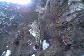 Por primera vez avistan a un leopardo de las nieves en el Tíbet