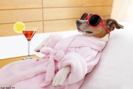 La opción premium incluye suites con clima controlado, televisión y área de juegos para mayor comodidad de las mascotas.